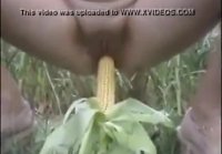 There is a corn field where to tear