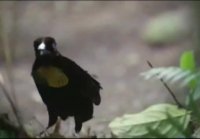 Dance of paradise birds